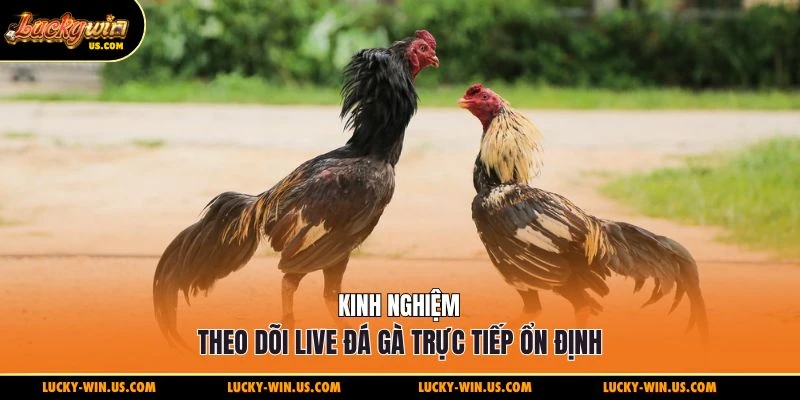 Kinh nghiệm theo dõi live đá gà trực tiếp ổn định